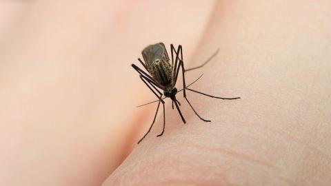 West Nile virus detected in Calgary mosquitoes earlier than usual this year