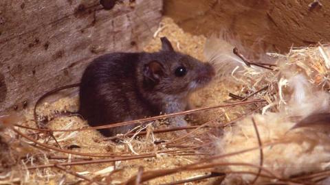 What is hantavirus? Everything you need to know