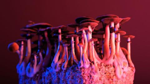 When patients ask about psychedelics