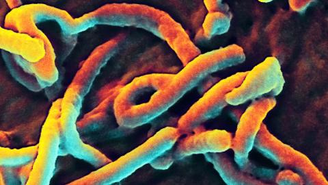 WHO shares more DR Congo Ebola outbreak details as more suspected cases reported