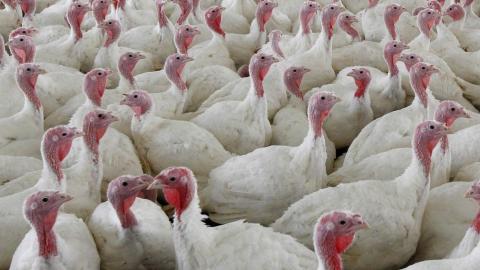 Why Canada's food inspection agency won't do interviews as avian flu outbreak in Ontario grows