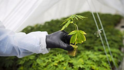 Will Canada lead or lag as the international market opens up for medical cannabis?