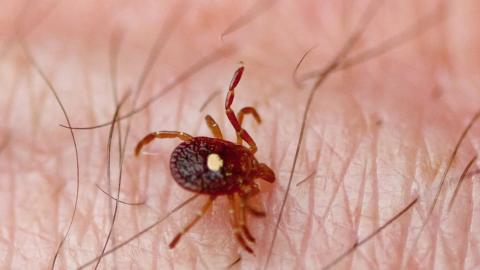 'You have to be careful': Experts warn tick season has started early in Canada