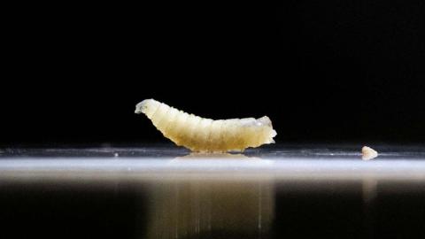 You might have heard about the flesh-eating screwworm. Here's why you shouldn't freak out