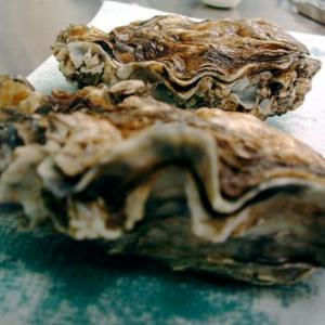 Why I’m never eating raw oysters again